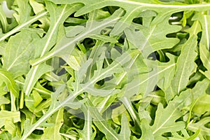close-up on the heap of rucola