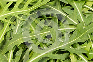 Close-up on the heap of rucola