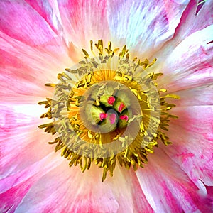 close up of the heart of a blooming pink-red peony