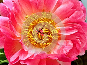close up of the heart of a blooming pink-red peony