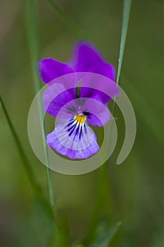 Close-up of heart`s ease Viola tricolor an European wild spring flower