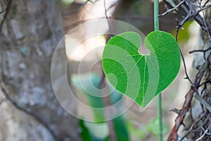 Close-up of heart shape green leaf against nature background. Space for text. Concept of love and nature