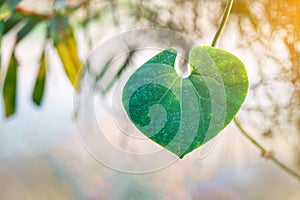 Close-up of heart shape green leaf against nature background and sunlight in the garden. Space for text. Concept of love and