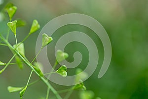 Close up of heart shape pods of Shepherd`s purse, Capsella bursa-pastoris