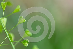 Close up of heart shape pods of Shepherd`s purse, Capsella bursa-pastoris