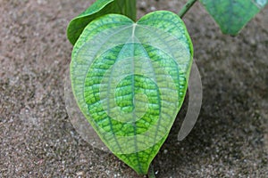 Close-up of heart shaped leaf  of a pepper plant photo