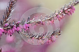 Close-up of heathers flower, on natural blurredbackground