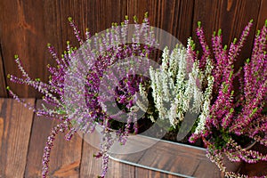 Close-up of heathers in a metal flowerpot