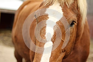 Close Up of Heavy Draft Horse