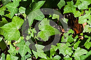 Close-up of Hedera helix or English ivy leaves