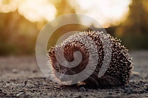 Close-up of a hedgehog crossing the road in the summer evening at sunset photo