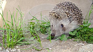 Close up hedgehog. Hedgehog in the garden. European hedgehog. Scientific name: Erinaceus europaeus. delightful summer scene. hedge