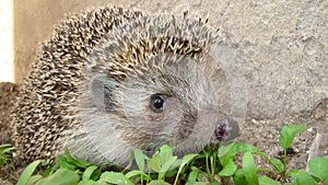 Close up hedgehog. Hedgehog in the garden. European hedgehog. Scientific name: Erinaceus europaeus. delightful summer scene. hedge