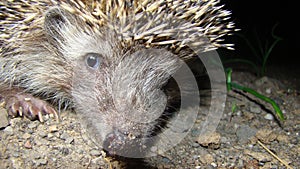 Close up hedgehog. Hedgehog in the garden. European hedgehog. Scientific name: Erinaceus europaeus. delightful summer scene. hedge