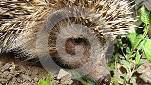 Close up hedgehog. Hedgehog in the garden. European hedgehog. Scientific name: Erinaceus europaeus. delightful summer scene. hedge