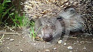 Close up hedgehog. Hedgehog in the garden. European hedgehog. Scientific name: Erinaceus europaeus. delightful summer scene. hedge