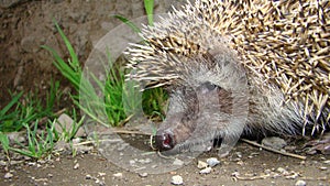 Close up hedgehog. Hedgehog in the garden. European hedgehog. Scientific name: Erinaceus europaeus. delightful summer scene. hedge