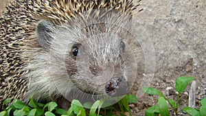 Close up hedgehog Hedgehog in the garden European hedgehog. Scientific name: Erinaceus europaeus. delightful summer scene. hedgeho