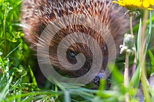 Close-up of a hedgehog`s face