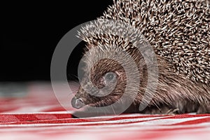 Close-up of the hedgehog`s muzzle of a spiny wildlife animal