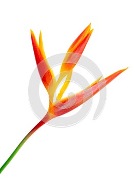 Close up Heliconia flower