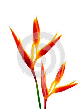 Close up Heliconia flower