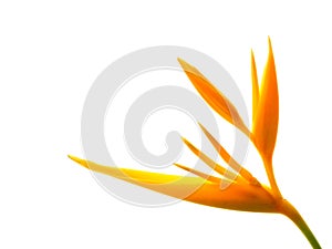 Close up Heliconia flower