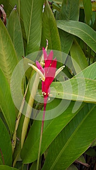 Close up of Heliconia flowers or with the local name Pisang-pisangan flowers, red and yellow in color