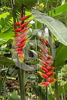 Close up of Heliconia rostrata flowers in yellow and red color hanging own from the plant in jungle in Bali. Lobster Claw