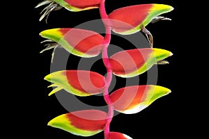 Close up Heliconia Rostrata isolated on black background