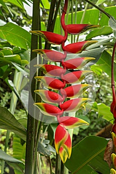 Close up of Heliconia Rostrata ten day on green leaves background. Red flowers inflorescence lobster-claws wild plantains or false