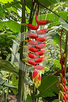 Close up of Heliconia Rostrata ten day on green leaves background. Red flowers inflorescence lobster-claws wild plantains or false