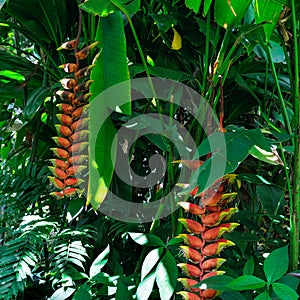 Close up of Heliconia tropics flower Crab Claws; Heliconia rost