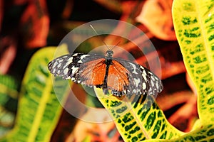 Close up of a Heliconius hecale Longwing butterfly with wings open sitting on a leaf of a plant