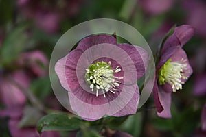 Close up of a Helleborous - purple