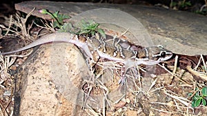 Close up of Hemidactylus triedrus Reptiles
