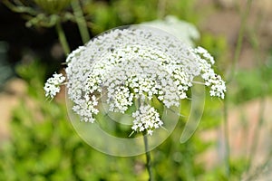 Close-up of Hemlock Flower Head, Conium Maculatum, Nature, Macro photo