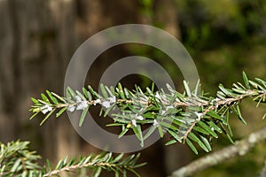 Hemlock Woolly Adelgid - Adelges tsugae photo