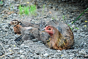 Close up of Hen and blur chicks. Hens and chicks  sleeping in the sun, The hens monitoring to protect their children and