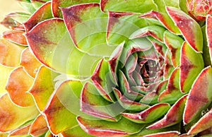 Close up of hen and chick or crassulaceae photo