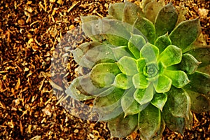 Close up of hen and chick or crassulaceae succulent flower on Dirt floor