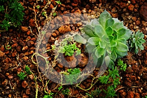 Close up of hen and chick or crassulaceae succulent flower on Dirt floor