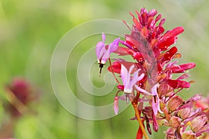 Close up of Henderson's Shooting Star (Primula hendersonii); Indian Warrior (Pedicularis densiflora) flower in the background,