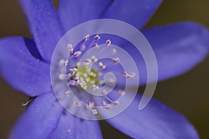 Close-up of a hepatica nobilis flower