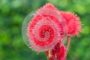 Close up herb (Bixa orellana L.)
