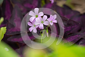 close up of the herb robert (Geranium robertianum) in the background of burgundy, purple and green leaves