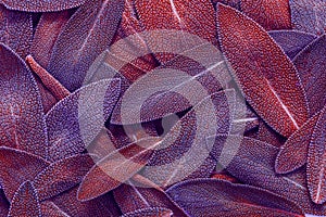 close up a herb sage leaf abstract texture background