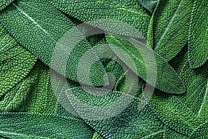 close up a herb sage leaf abstract texture background