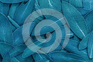 Close up a herb sage leaf abstract texture background