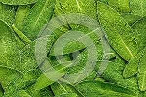 Close up a herb sage leaf abstract texture background
